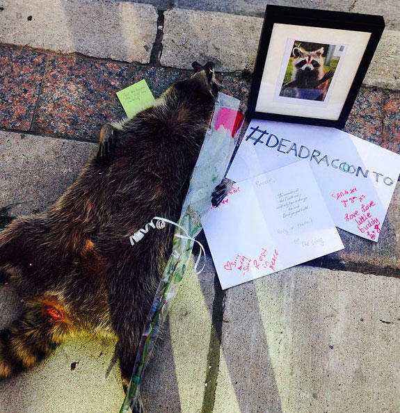 dead-raccoon-memorial-shrine-mourning-deadraccoonto-toronto-3