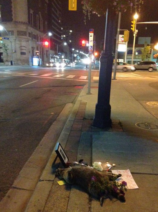 dead-raccoon-memorial-shrine-mourning-deadraccoonto-toronto-7