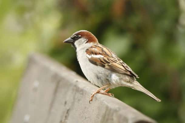 moineau-domestique-male