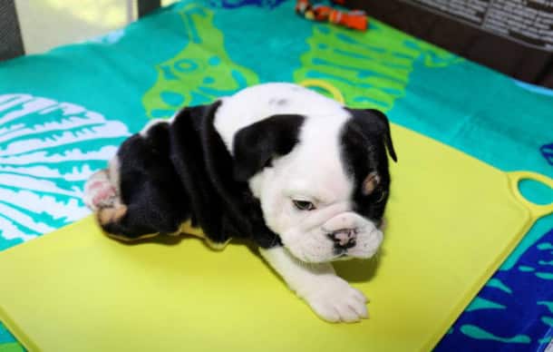 puppy-born-2-legs-half-bulldog-twice-heart-bonsai-1