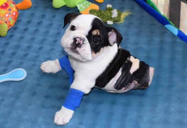 puppy-born-2-legs-half-bulldog-twice-heart-bonsai-18