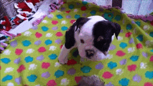 puppy-born-2-legs-half-bulldog-twice-heart-bonsai-21