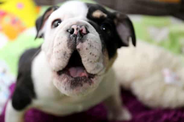 puppy-born-2-legs-half-bulldog-twice-heart-bonsai-5