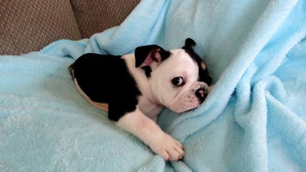 puppy-born-2-legs-half-bulldog-twice-heart-bonsai-9