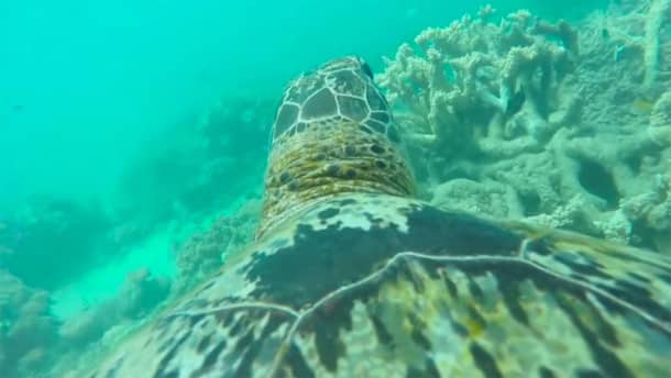 tortue-barriere-corail