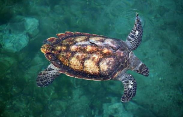 648x415_tortue-marine-nage-a-observatoire-kelonia-a-saint-leu-a-reunion-sud-ouest-ocean-indien-octobre-2007