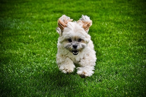 4617252550_61c41e8294_z