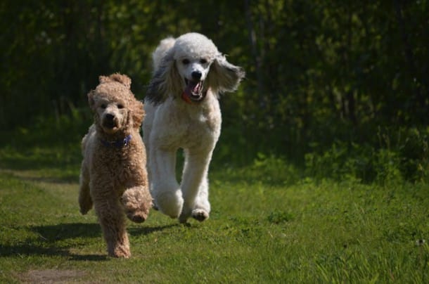 Flying-Poodles