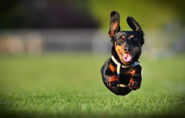 bigstock-dog-running-6241804_900