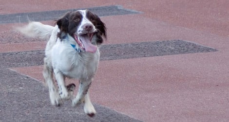 dog-cute-running-tongue