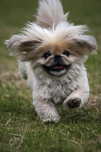 dreamstime-running-dog