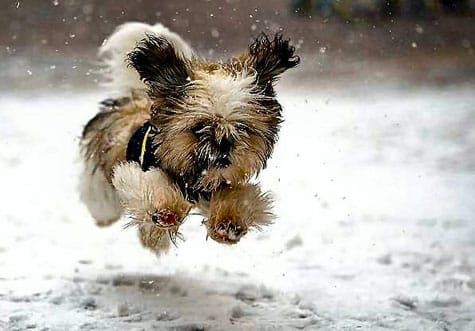 little_dog_running_snow