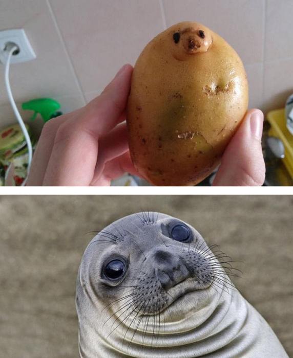 similar_things_funny_19