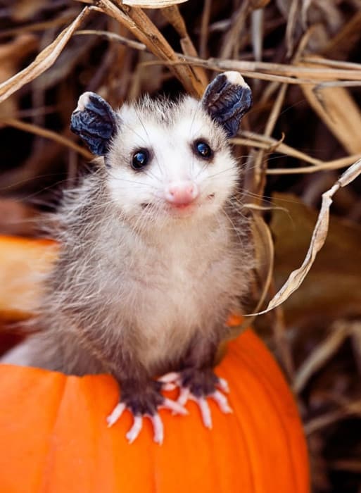 autumn-animals-19-1__880