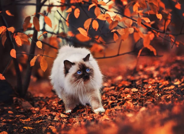 autumn-animals-20__880
