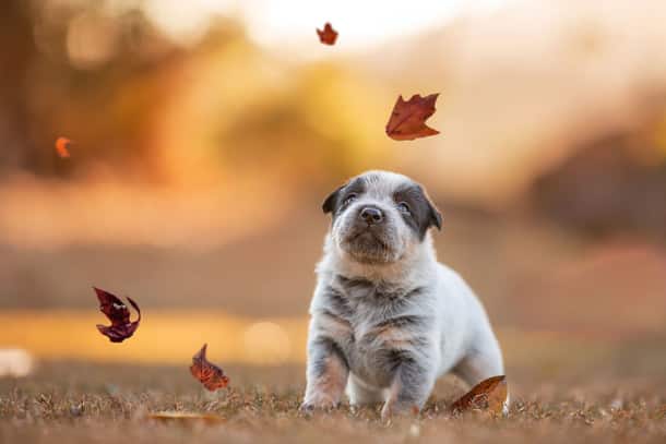 autumn-animals-25__880