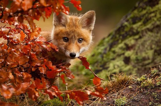 autumn-animals-3__880