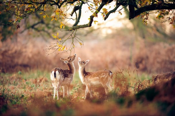 autumn-animals-7__880
