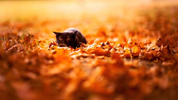 autumn-animals-8__880