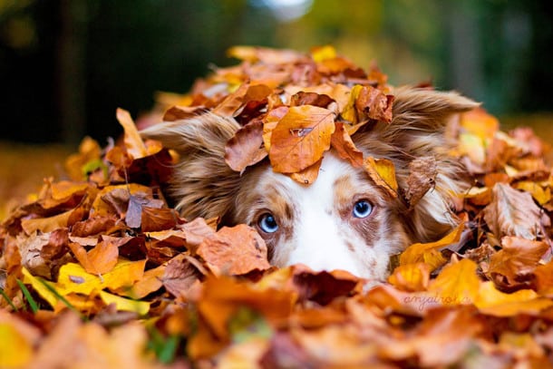 autumn-animals-photgraphy-107__880