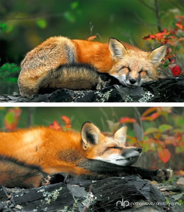 autumn-animals-photgraphy-108__880