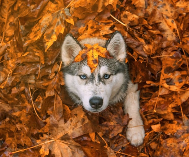 autumn-animals-photography-2__880