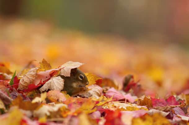 autumn-animals-photography-3__880