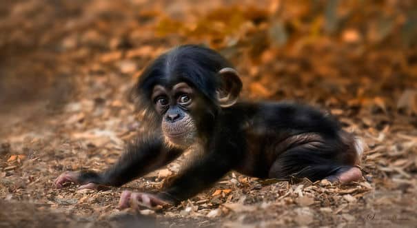 cute-baby-animals-baby-chimpanzee__605