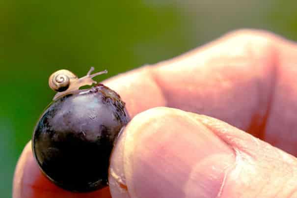 cute-baby-animals-baby-snail__605