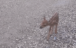 man-saves-injured-baby-deer-animal-friendship-9