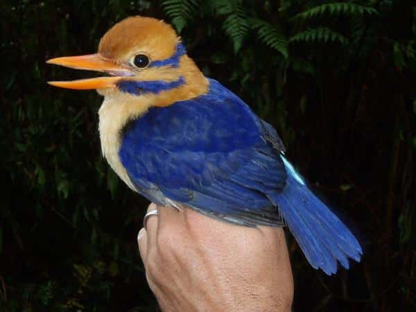 oiseau1