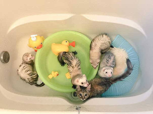 rescue-kitten-komari-ferret-brothers-44