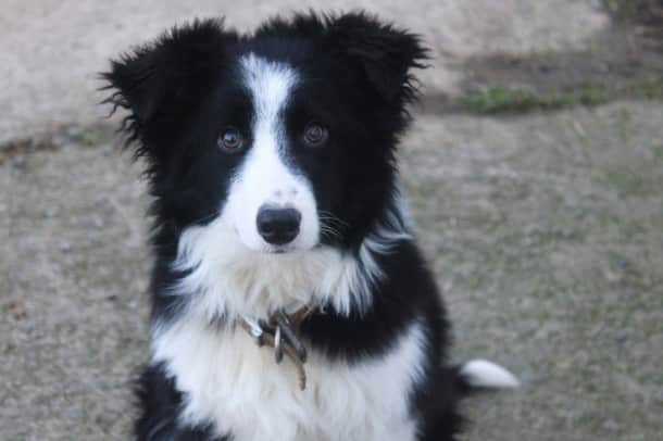 Border-collie-3