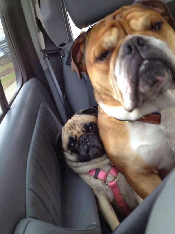 funny-dogs-violate-personal-space-19__605