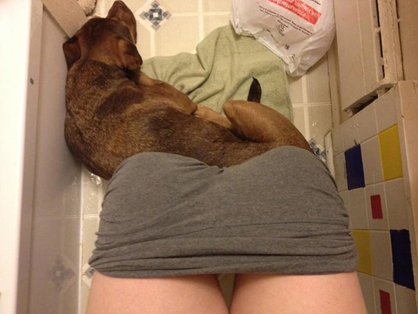 funny-dogs-violate-personal-space-23__605