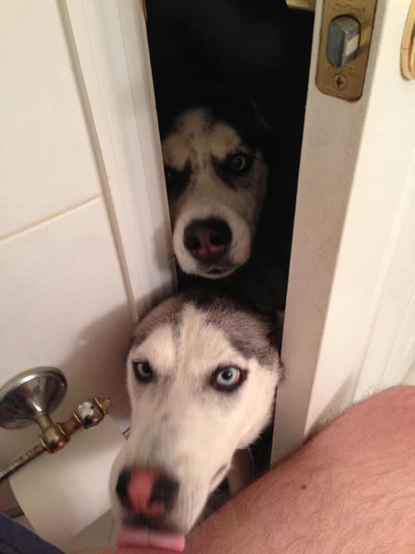 funny-dogs-violate-personal-space-341__605
