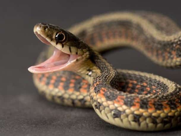 lhomme-doit-une-partie-de-son-evolution-a-sa-peur-innee-pour-les-serpents1