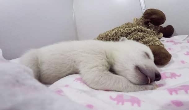 abandoned-baby-polar-bear-sleeping-plush-toy-columbus-zoo-aquarium-9