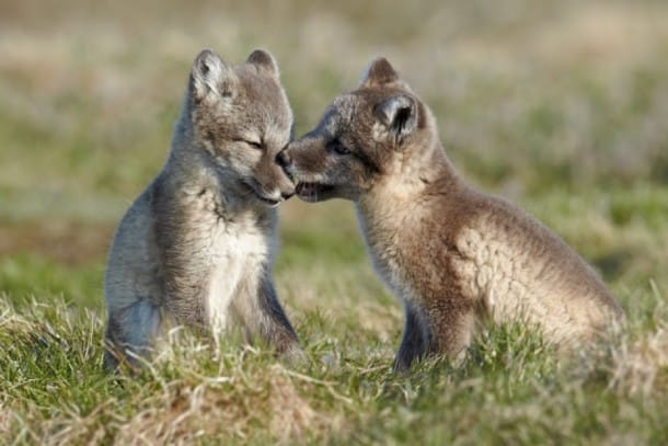 15 Bebes Renards Polaires Qui Vont Totalement Vous Faire Craquer 15 Bebes Renards Polaires Qui Vont Totalement Vous Faire Craquer