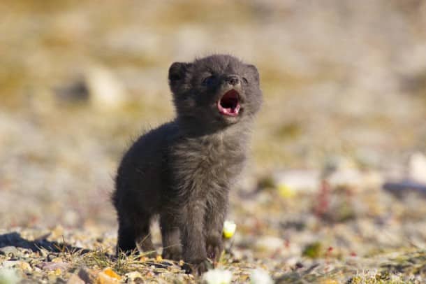 15 Bebes Renards Polaires Qui Vont Totalement Vous Faire Craquer 15 Bebes Renards Polaires Qui Vont Totalement Vous Faire Craquer