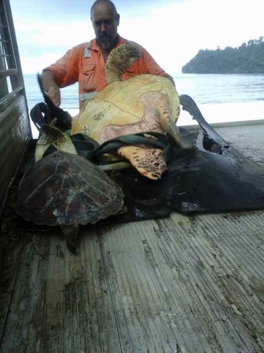 tortue