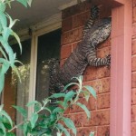 lézard
