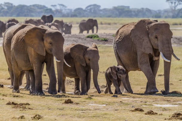 Herd of bush elephants, in Amboseli national park, south Kenya.