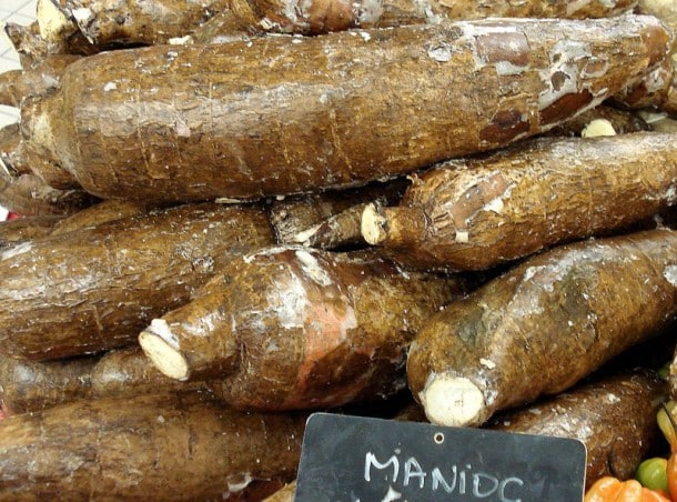 Le manioc est très consommé dans les régions tropicales, mais le manioc amer (Mahihot Ultissima) peut être très dangereux pour l'homme. Cette plante contient des traces de cyanures qui ne partent qu'en contact de l'eau. Ainsi, pour consommer le Mahihot Ultissima, il faut le tremper dans de l'eau pendant plusieurs jours ou le faire bouillir. Cependant le manioc doux (mahihot opi) peut être consommé cru sans problème. 