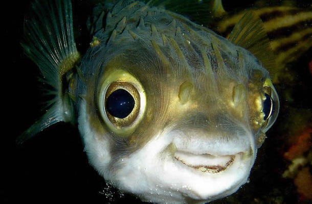 C'est un poisson venimeux que les japonais adorent, vous pouvez le retrouver en sashimi et il peut même couter très cher ! Pourtant, il contient un poison mortel pour notre corps... Il atteint directement notre système nerveux pouvant aller jusqu'à la paralysie. Il est tout de même cuisiné au Japon, mais d'une manière spéciale. Autant le dire, il faut faire confiance au cuisinier... Le secret de la préparation réside dans la manière de le couper, il faut le peler et le fileter encore vivant sans percer le foie et les gonades (où réside le poison). Rassurez-vous, des règles ont été mises en place et (normalement) les restaurants qui possèdent du Fugu à la carte ont une licence spéciale. 