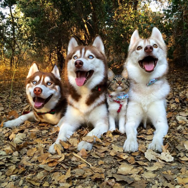 huskys3