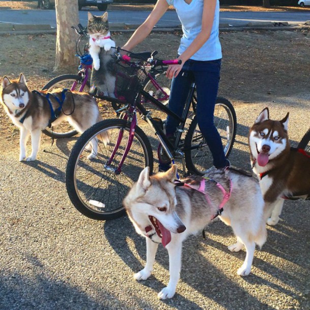 huskys7