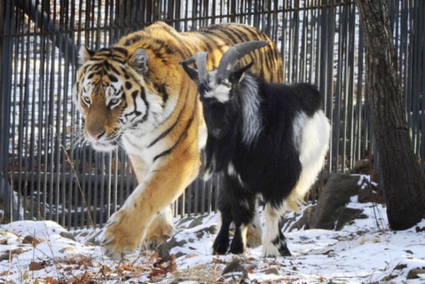 tigree