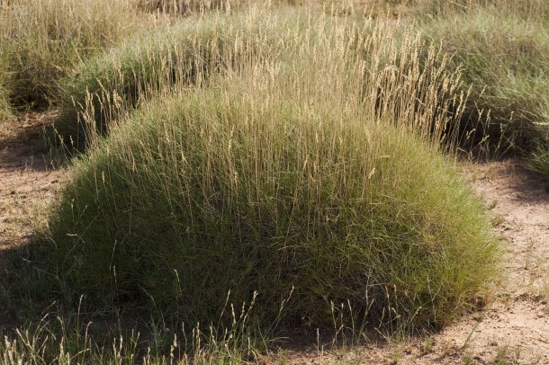 Spinifex grasses, West Kimberley