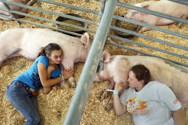 Westminster High School Future Farmers of America members Cassi Castorena, 16, left, cuddles "baby girl", a Yorkshire pig, as Arianna Colyer, 18, cuddles her Yorkshire and Hampshire crossbreed "Zeus" in between grooming and preparing them to be shown in competition at the Orange County Fair in Costa Mesa. The OC Fair opens July 15 and continues through Aug. 14 in Costa Mesa. Colyer said she likes to rub Zeus' belly until he falls asleep. (Photo by Allen J. Schaben/Los Angeles Times via Getty Images)